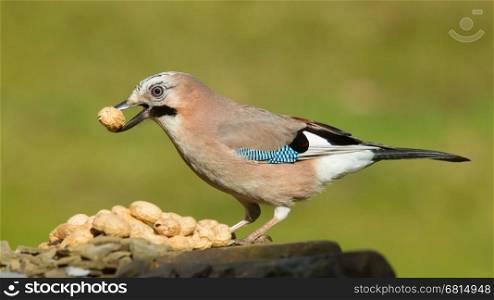 A Jay bird (Garrulus glandarius) is eating a peanut