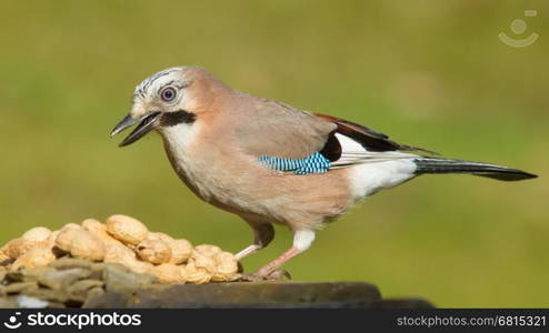 A Jay bird (Garrulus glandarius) is eating a peanut