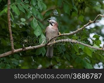 A jay on a branch