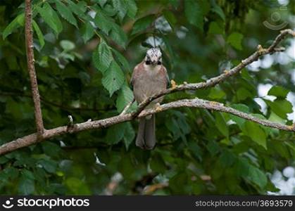 A jay on a branch