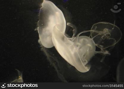 A jellyfish in a tropical fishtank.