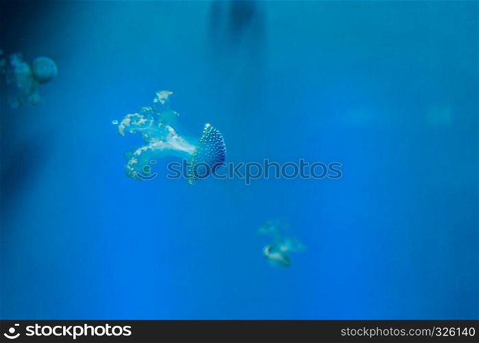 A Jellyfish (Medusozoa). Sea jellies in the Water.