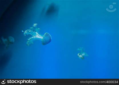 A Jellyfish (Medusozoa). Sea jellies in the Water.