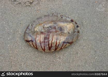 A jellyfish washed up on sand. Eine auf Sand angesp?lte Qualle
