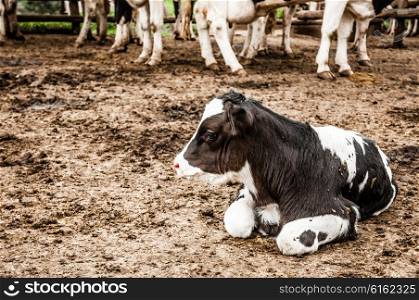 A Jersey Calf lies on the ground in the camp by the stalls with only the legs of the old cows seen in the background.