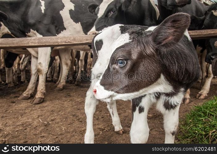 A jersey calf stands outside the fence behind wich all the other cows are kept
