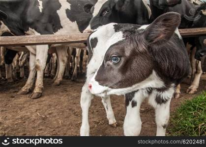 A jersey calf stands outside the fence behind wich all the other cows are kept
