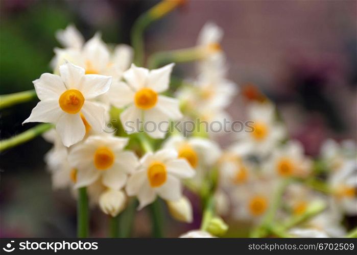 A Jon Quill, White flower.