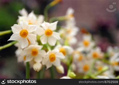 A Jon Quill, White flower.