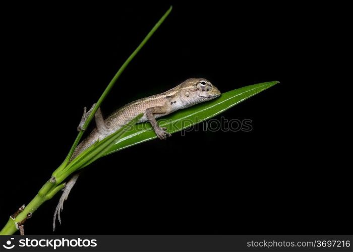 A juvenile indian garden lizard feeling very cozy