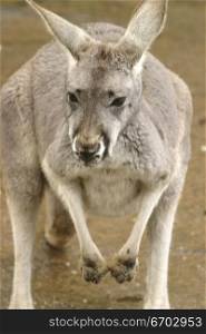 A Kangaroo at a Melbourne Sanctuary.