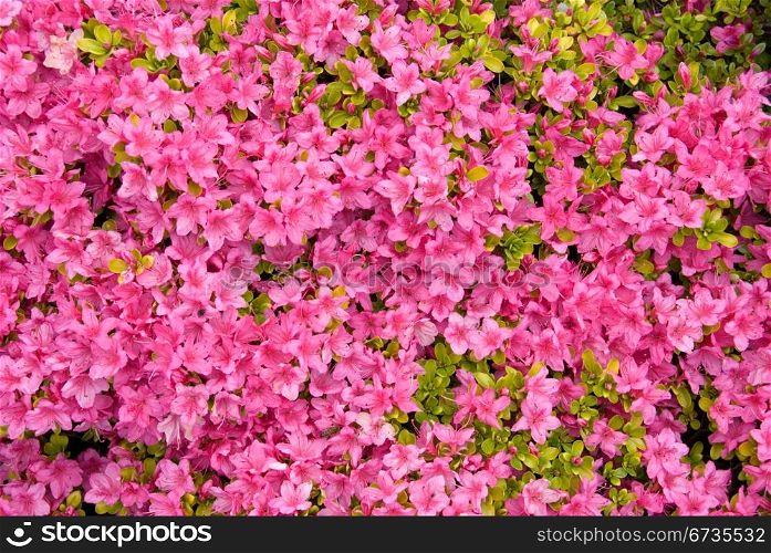A Karume Azalea in flower