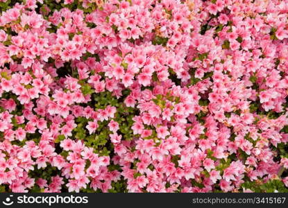 A Karume Azalea in full Spring flower