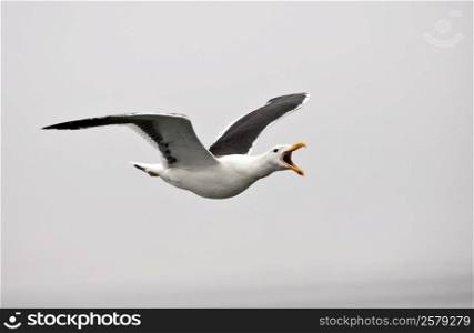 A Kelp Gull (Larus dominicanus) in flight along the coast of Namibia
