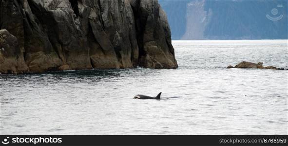 A killer whale surfaces in the Pacific Ocean off the coast of Alaska