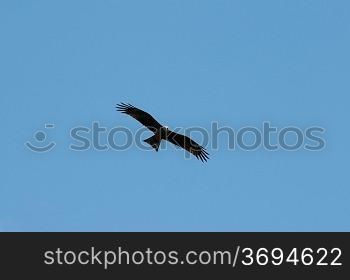 A kite flying with a clear blue sky