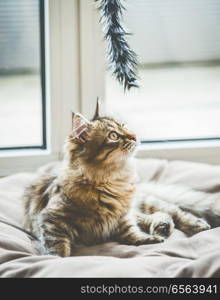 A kitten is interested in a hanging cat toy