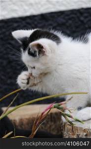 A kitten playing with a plant
