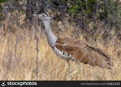 A Kori Bustard (Ardeotis kori) in Etosha National Park in Namibia. The male kori bustard may be the heaviest living animal capable of true flight (not gliding as in tree Squirrels).