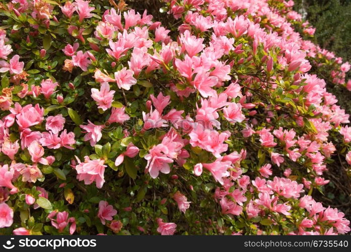 A Kurume Azalea bush in full Spring flower.