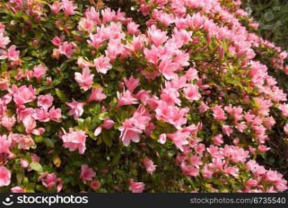A Kurume Azalea bush in full Spring flower.