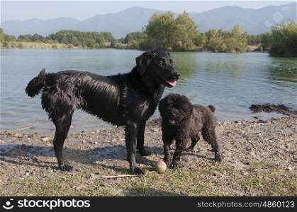 A Labrador and a Bouvier Des Flandres playing at a lake