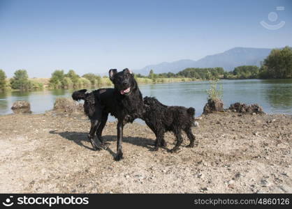 A Labrador and a Bouvier Des Flandres playing at a lake