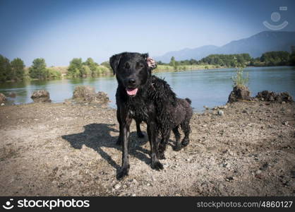 A Labrador and a Bouvier Des Flandres playing at a lake