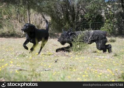 A labrador and a bouvier des flandres playing chase