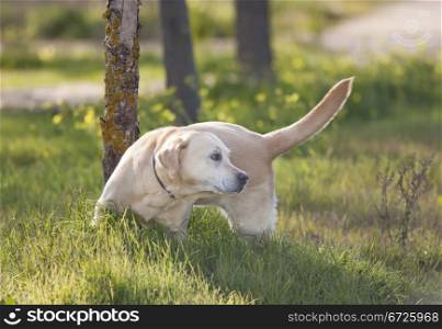 a labrador playing on a green meadow