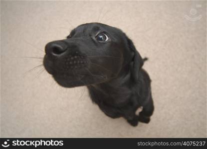 A labrador puppy
