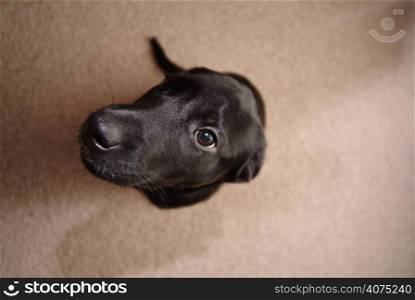 A labrador puppy