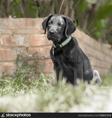 A labrador puppy sits and waits patienly on the grass nearby a low brick wall.