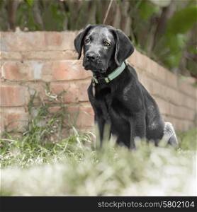 A labrador puppy sits and waits patienly on the grass nearby a low brick wall.