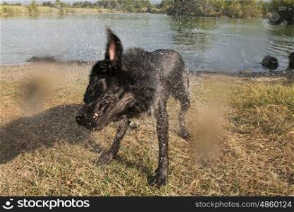 A labrador shaking after swimming in a lake