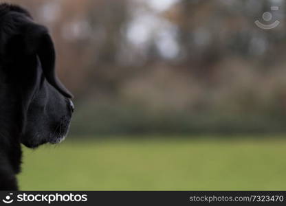 A labradors eye view