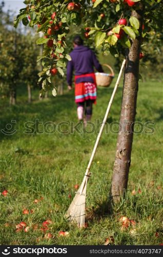 A lady picking apples
