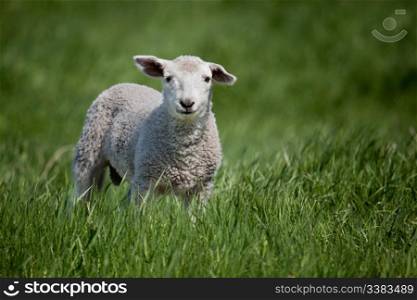 A lamb isolated against a green meadow