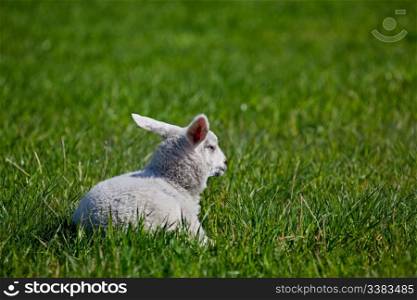A lamb resting in a green meadow