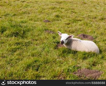 a lamb resting on the floor and looking up at the camera in spring cute