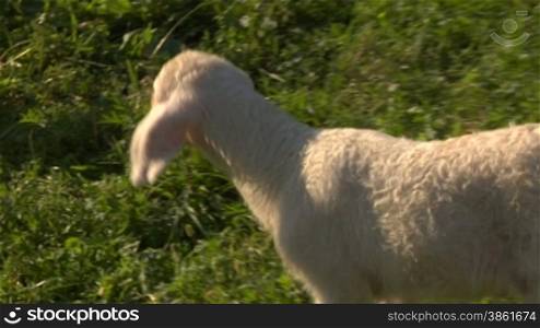 A lamb walking on grass
