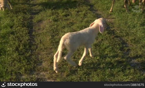 A lamb walking on grass