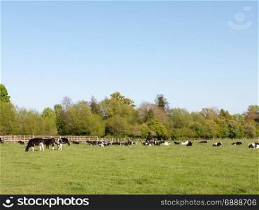 a landscape of cows resting in a green grassy field on a sunny spring day grazing