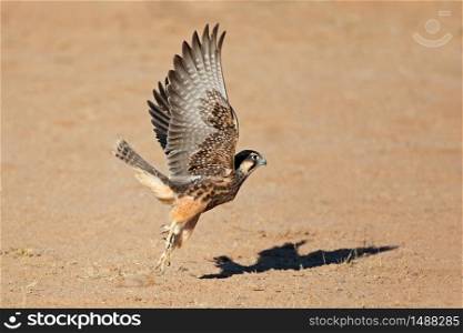 A lanner falcon (Falco biarmicus) in flight, South Africa