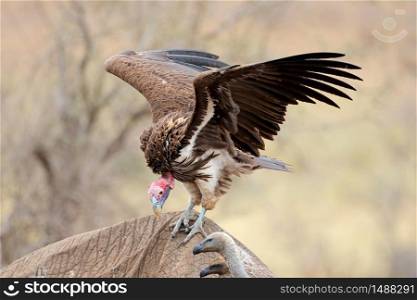 A lappet-faced vulture (Torgos, tracheliotus) scavenging on a dead elephant, Kruger National Park, South Africa