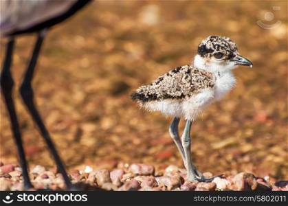 A Lapwing chick walks along the shores of Lake Victoria on a pebble beach, with it&rsquo;s mother not far behind.