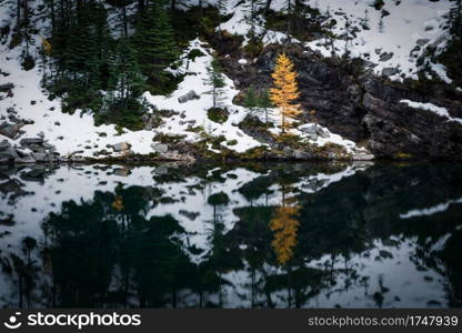 A larch tree reflecting off of Lake Agnes in Banff National Park in late September.