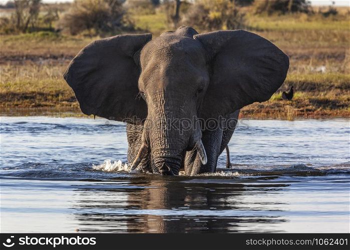 A large African Bull Elephant (Loxodonta africana) crossing the Chobe River in Chobe National Park in Botswana, Africa.