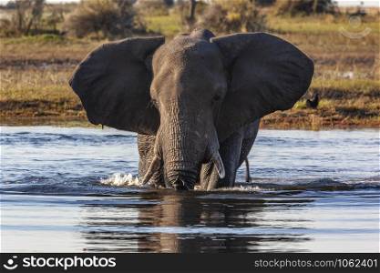 A large African Bull Elephant (Loxodonta africana) crossing the Chobe River in Chobe National Park in Botswana, Africa.
