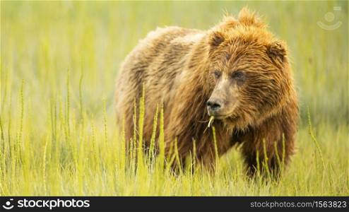 A large Alaskan Grizzly bear looks over to check her cubs while grazing